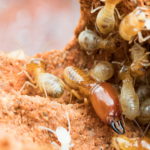 Tackling Pesky Pests: Endearing Features of Pest Control in Brisbane