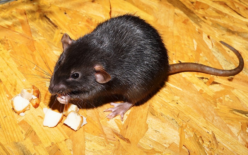 The Dangers of Rodent-Borne Diseases In Florida