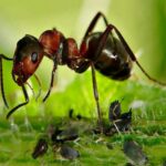 How to Get Rid of Ants Without Harming Your Garden