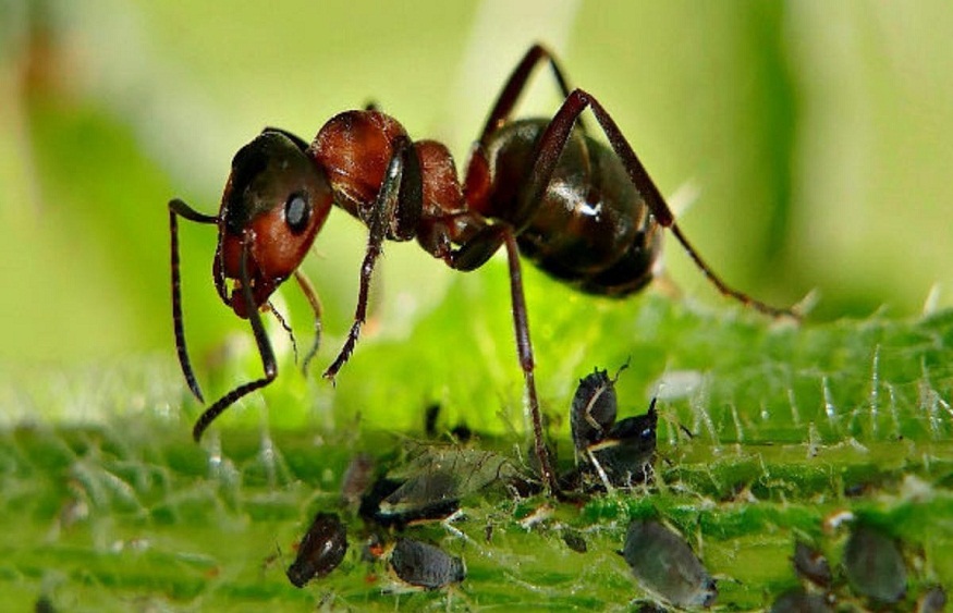 Ants Without Harming Your Garden