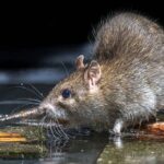 Preventing Rodent Infestation- How to Seal Up