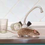 How To Eliminate Mice From Your Home?