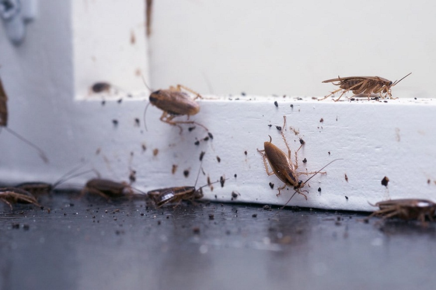 Pest Behavior and Control