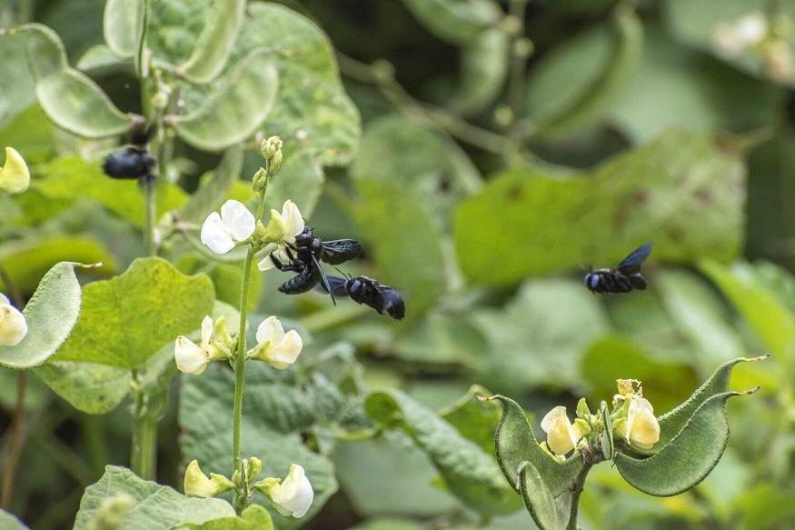 How to Handle Bees and Wasps During Peak Pollination Seasons